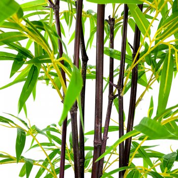 天佛盆竹 天佛盆竹